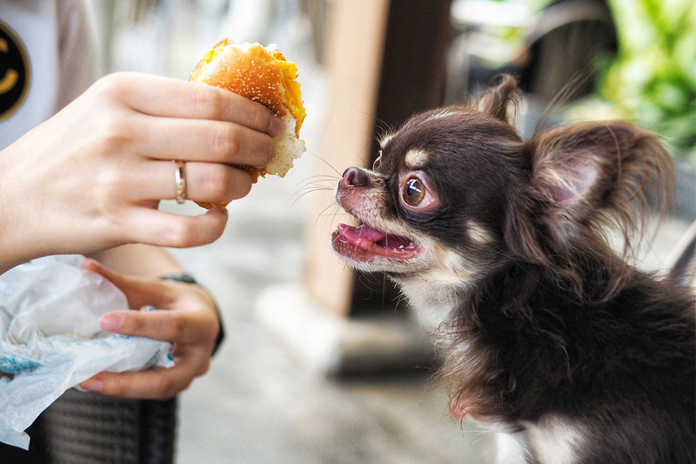 5 Common Food Allergens in Dogs