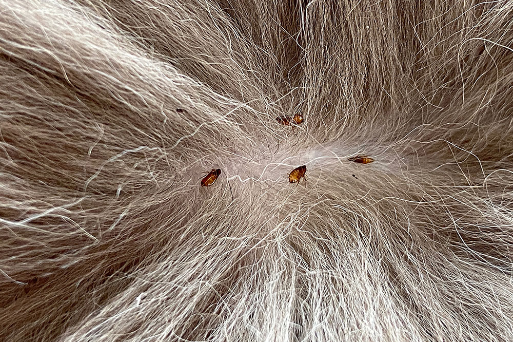 5 Effective Flea and Tick Products for Dogs