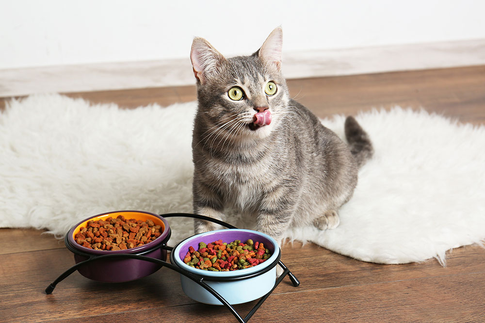 5 Homemade Meals Cats Will Love