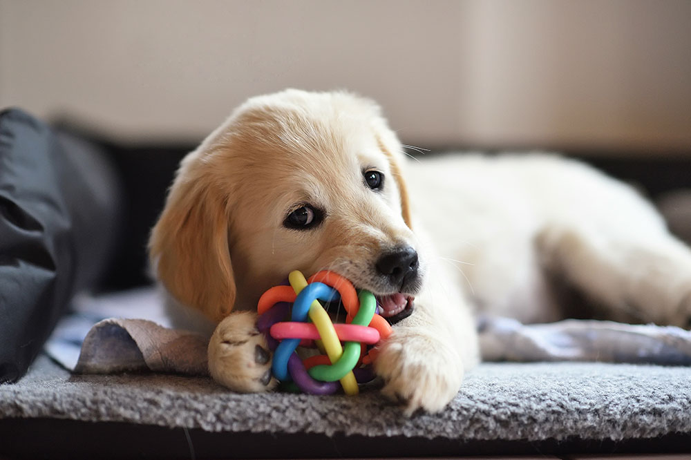 5 Top Dog Toy Companies